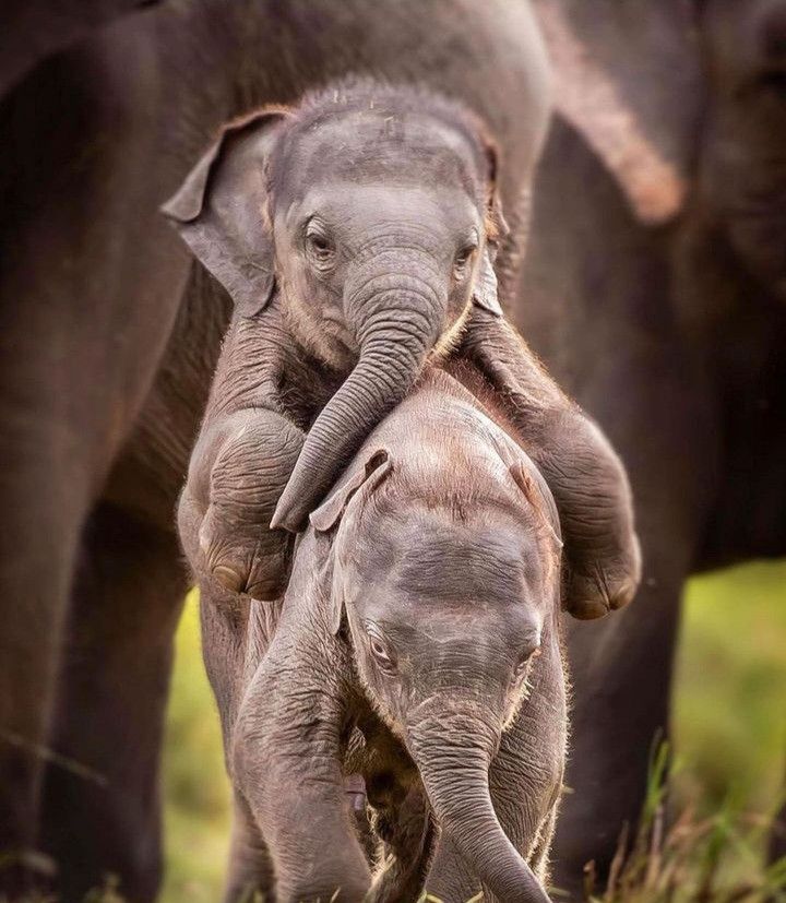 Following the Wild