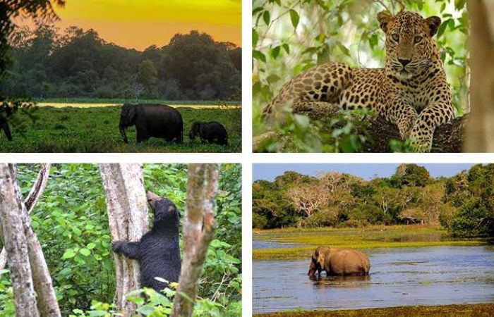 Wilpattu