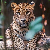 Wildlife & Nature