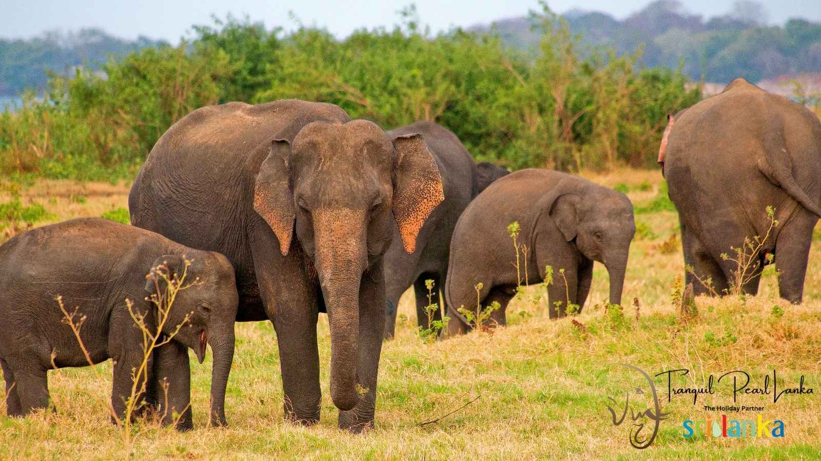 Sri Lankan elephant